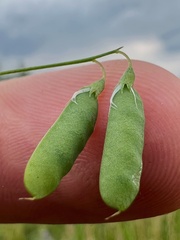 Vicia tetrasperma