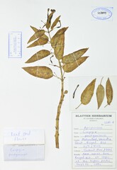 Ceropegia panchganiensis