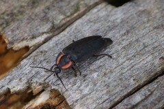 Ellychnia alexanderi