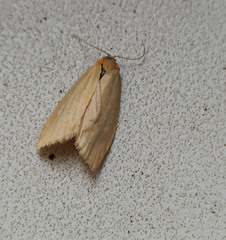 Aphelia viburnana