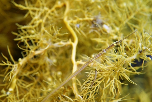 Gulf pipefish (Stigmatopora argus) — Syngnathidae — 4