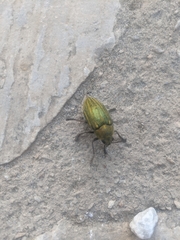 Julodis ehrenbergii