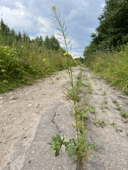 Erysimum cheiranthoides