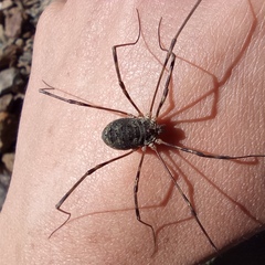 Mitopus glacialis