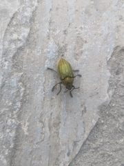 Julodis ehrenbergii