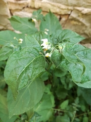 Solanum nigrum