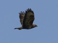 Buteo buteo