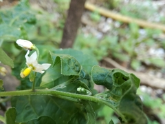 Solanum nigrum