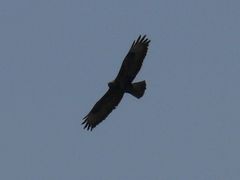 Buteo buteo