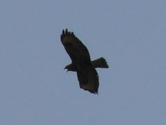 Buteo buteo