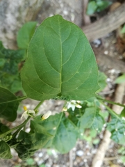 Solanum nigrum