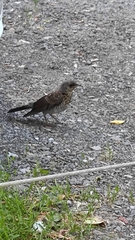 Turdus pilaris