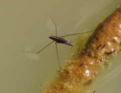 Limnogonoides