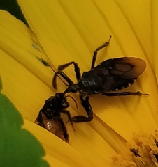 Apiomerus longispinis