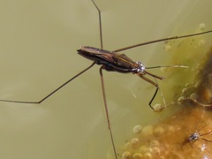 Limnogonoides
