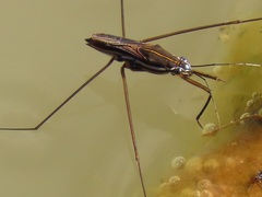 Limnogonoides