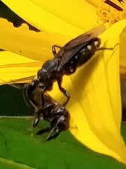 Apiomerus longispinis