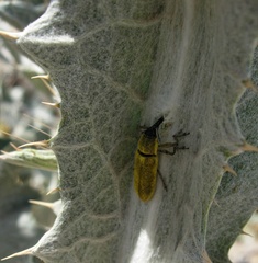 Lixus scolopax