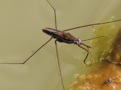 Limnogonoides