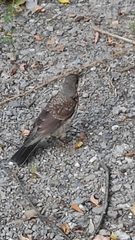 Turdus pilaris
