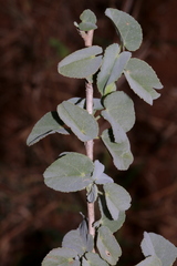 Abutilon austro-africanum