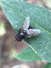 Azeliinae