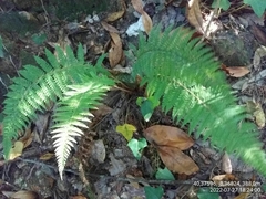 Polystichum setiferum