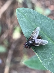 Azeliinae