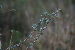 Abutilon austro-africanum