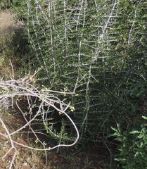 Pyrostria hystrix