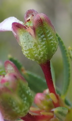 Adenandra fragrans