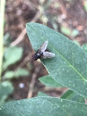 Azeliinae