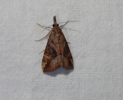 Hypena commixtalis