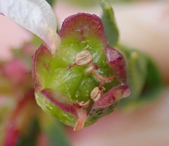 Adenandra fragrans