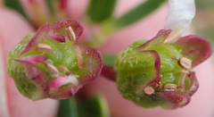 Adenandra fragrans