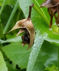 Haplorhynchites aeneus