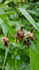 Haplorhynchites aeneus