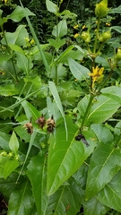 Haplorhynchites aeneus