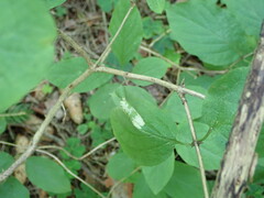 Phyllonorycter emberizaepenella