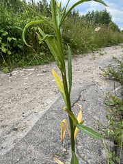 Erysimum cheiranthoides
