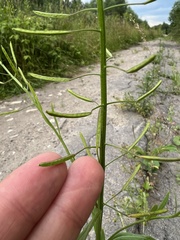 Erysimum cheiranthoides
