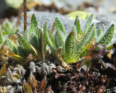 Draba incerta