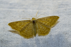 Idaea rufaria