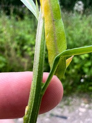 Erysimum cheiranthoides