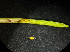 Erysimum cheiranthoides