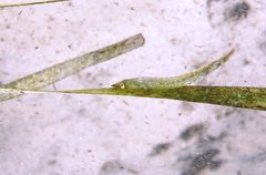 Gobiesocidae