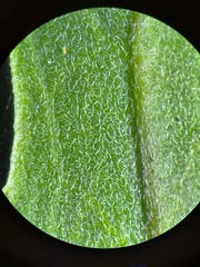 Erysimum cheiranthoides