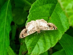 Caprona adelica