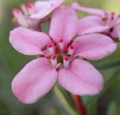 Adenandra fragrans