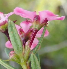 Adenandra fragrans